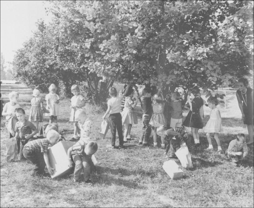 Historic photo of schoolkids harvesting filberts at Surrey D