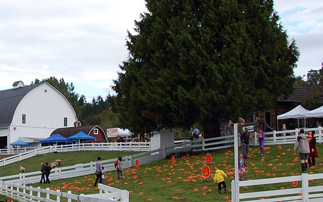 Pumpkins Kelsey Creek Farm Fair.jpg Pumpkins Kelsey Creek Farm Fair.jpg
