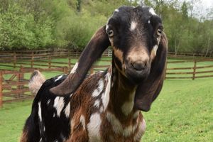 Black and brown spotted goat with long floppy ears