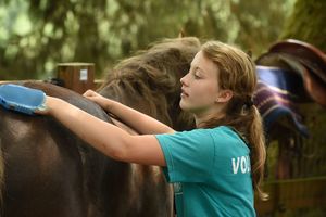 image of young woman grooming horse