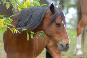 Image of brown horse with black mane 